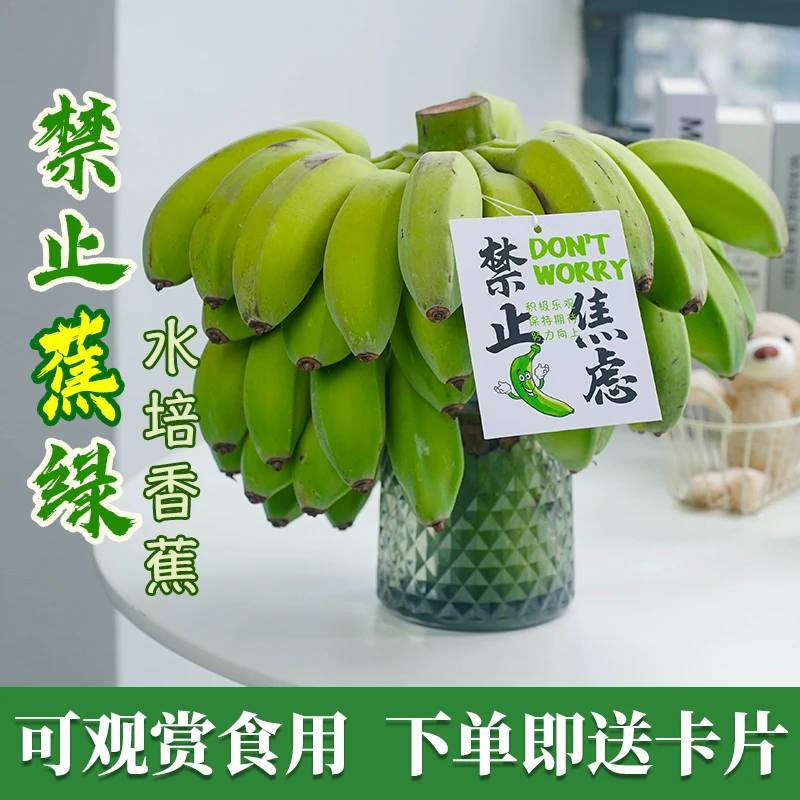 【禁止蕉绿】水培香蕉苹果蕉带杆新鲜可食用不打药不催熟工位新宠