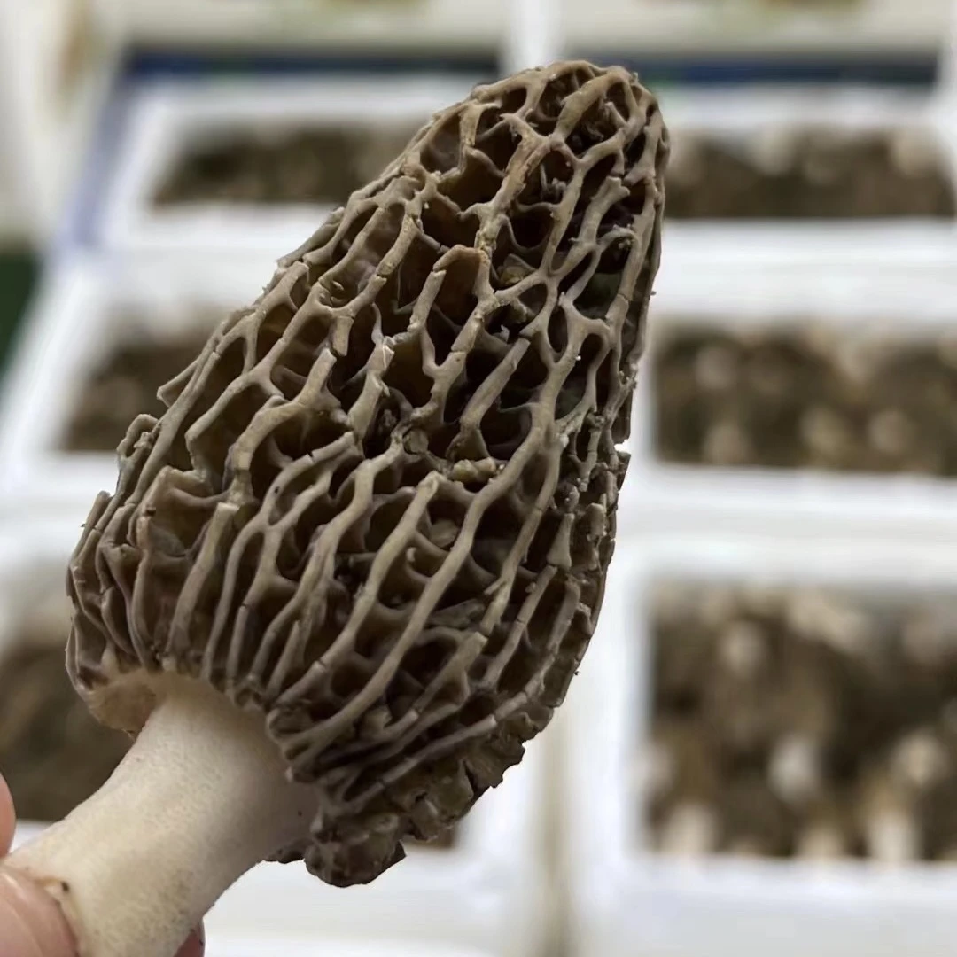 【食客蓉姐】新鲜羊肚菌/1盒 可下火锅炖汤