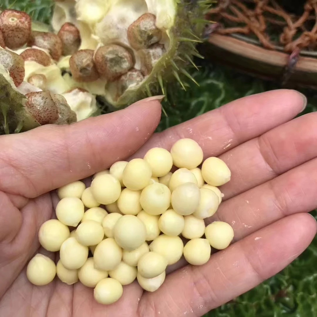 【食客蓉姐】鲜芡实1500g(顺丰冷链)