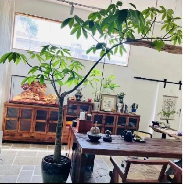 原生发财树单飘造型老桩意境高级氛围感奶油极简原木百搭净化空气