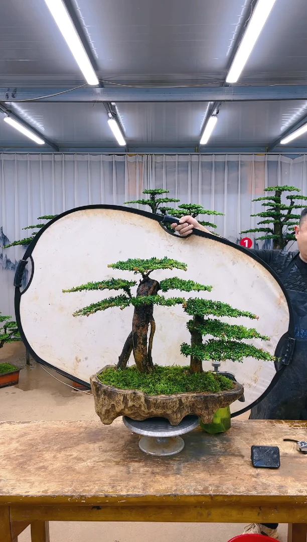 【闪购商品】精品盆景  一物一拍