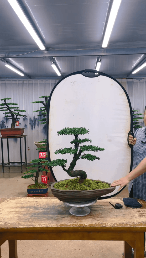 【闪购商品】精品盆景  一物一拍