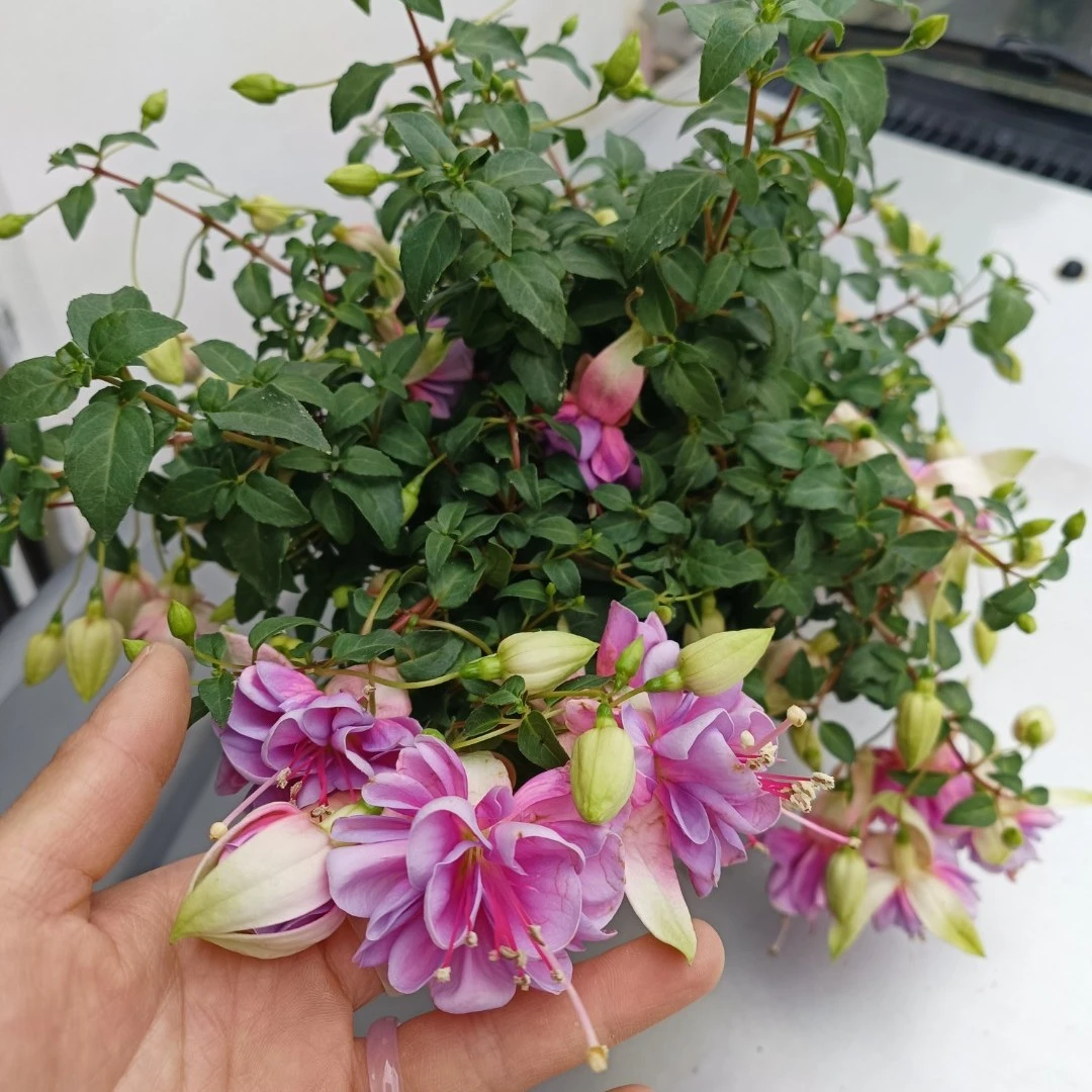 丛生(紫霞)大花重瓣垂钓款30°以上不售后