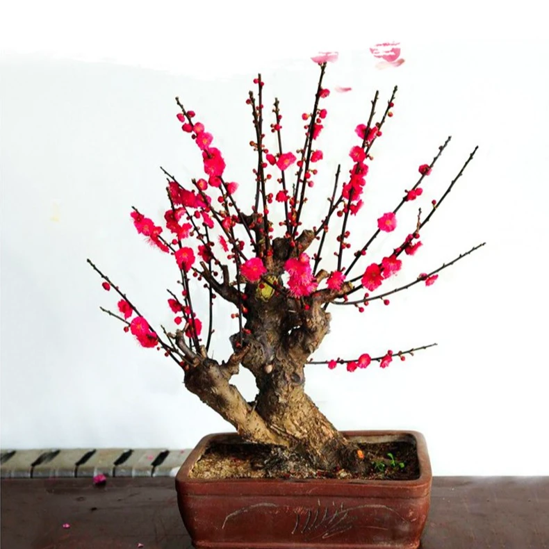 梅花盆栽庭院耐寒花卉植物四季种植原生红梅绿梅提根老桩盆景树苗