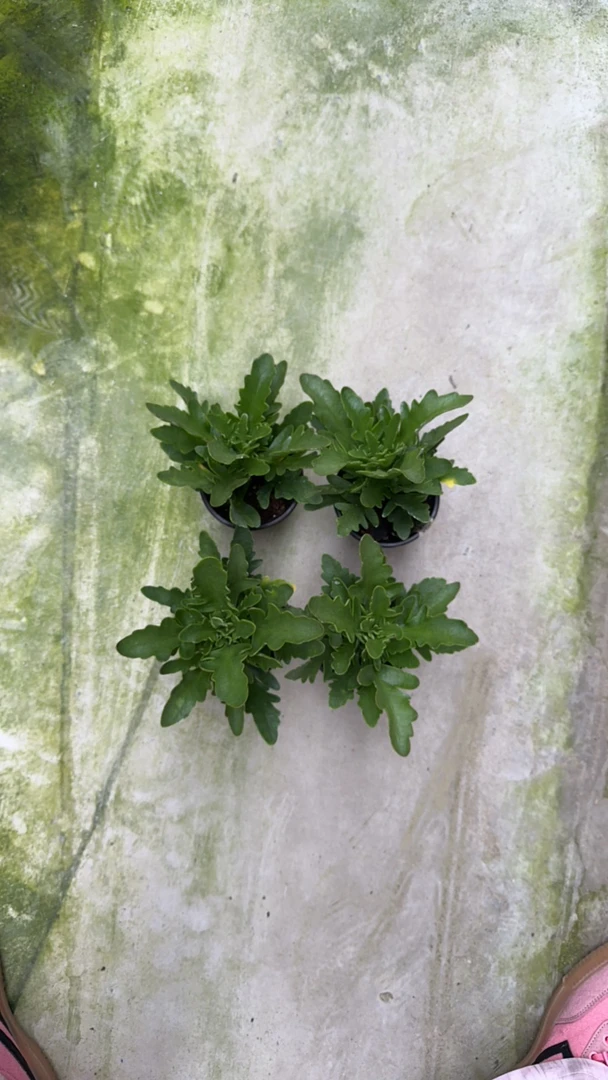 0cm盆四盆四颗金狐狸青稞穴盘苗卖，介意金狐狸筋软不要拍，无售后。