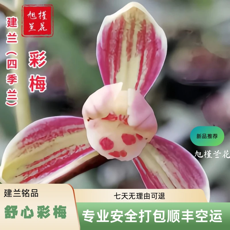 建兰-舒心彩梅6-11月花期开了谢 谢了开阳台养兰好养活兰花四季兰