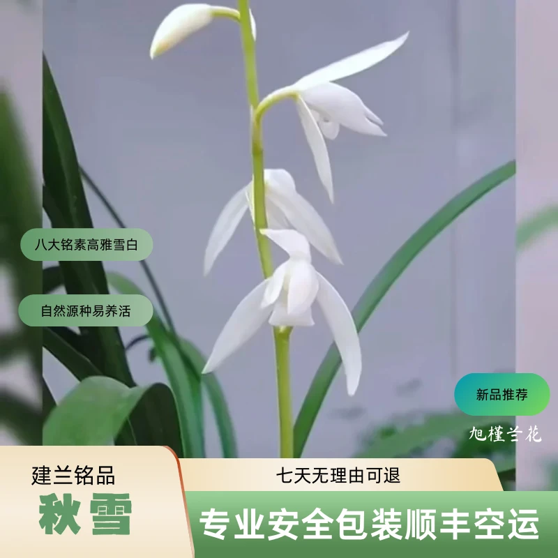 秋雪—建兰铭品夏秋季开花自然种源易养活