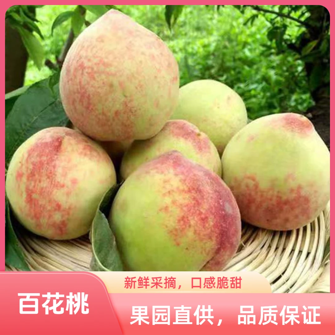 顺丰包邮贵州百花桃新鲜接桃现摘优质水果农特产脆甜多汁送礼专用