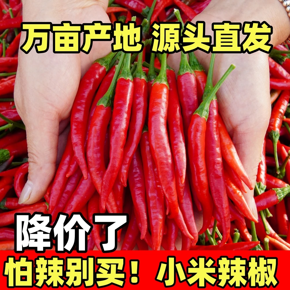 山东头茬新鲜小米辣现摘现发货鲜香精品朝天椒特辣小米椒辣味营养