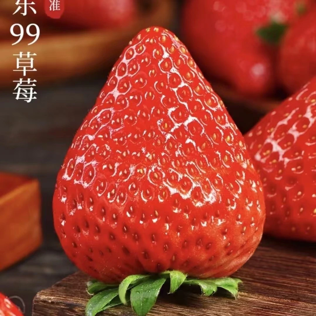 【纯丹东99】丹东99草莓 香甜好吃
