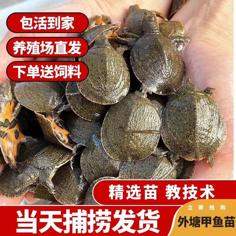 (直播间选甲鱼下单链接)活体外塘冷水养殖甲鱼苗团鱼水鱼鳖