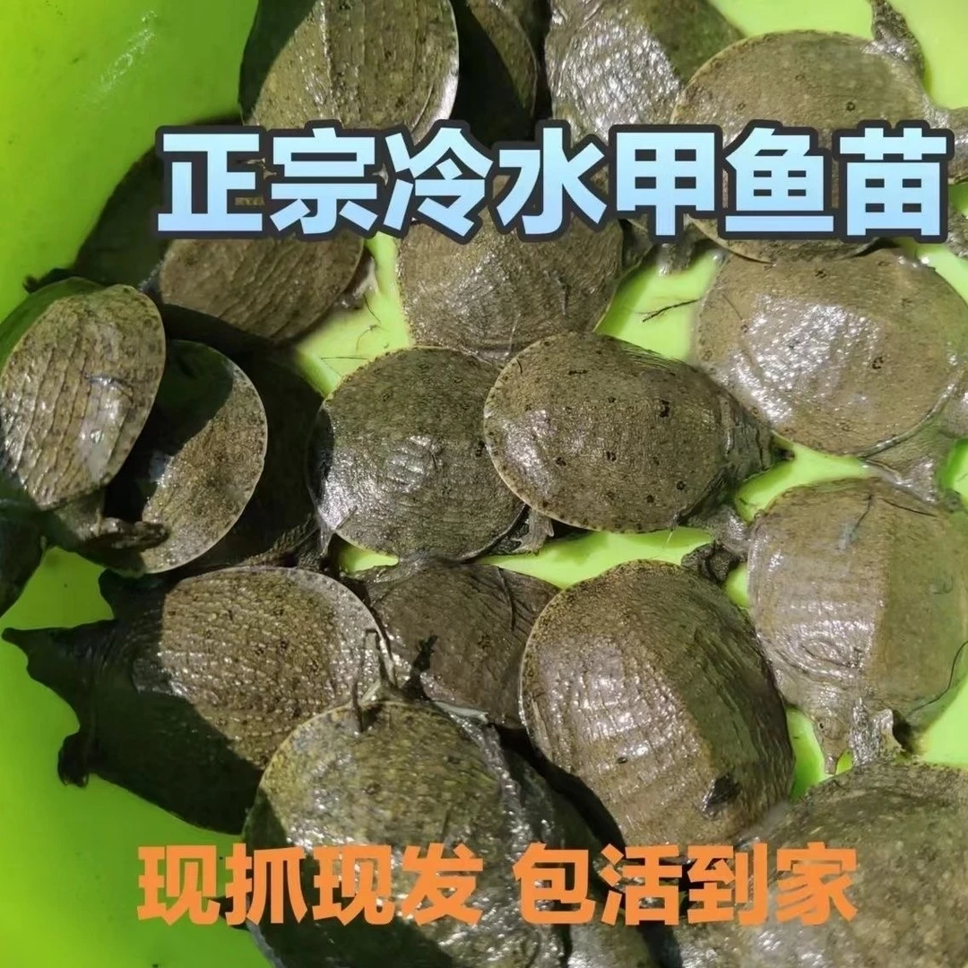 特惠【20~35克】活体外塘冷水养殖水鱼苗甲鱼苗批发包活