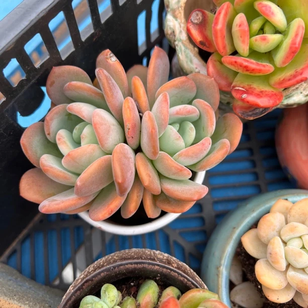 鱼鱼喜欢的多肉，一物一拍