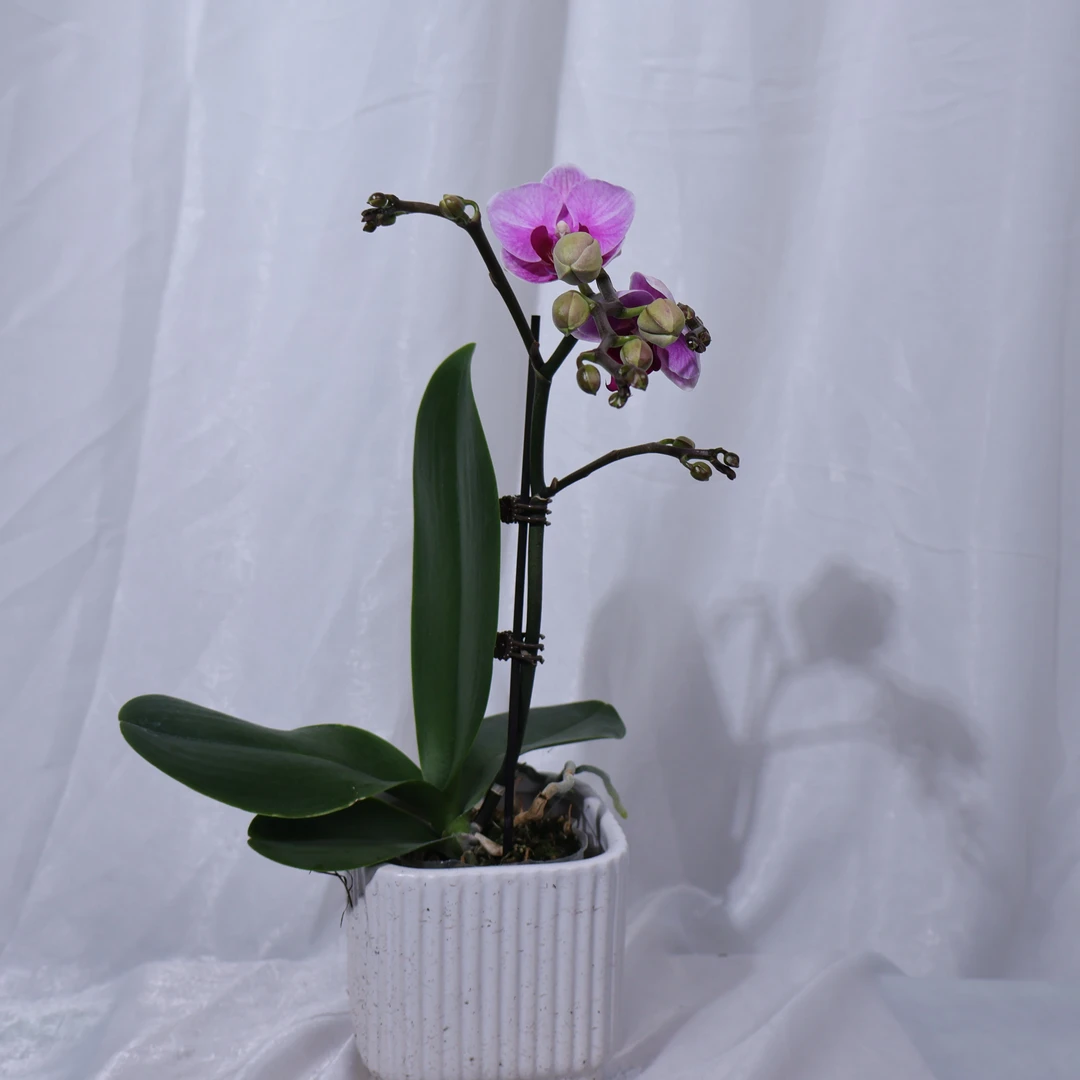 蝴蝶兰宝贝3.5带花带花苞发货