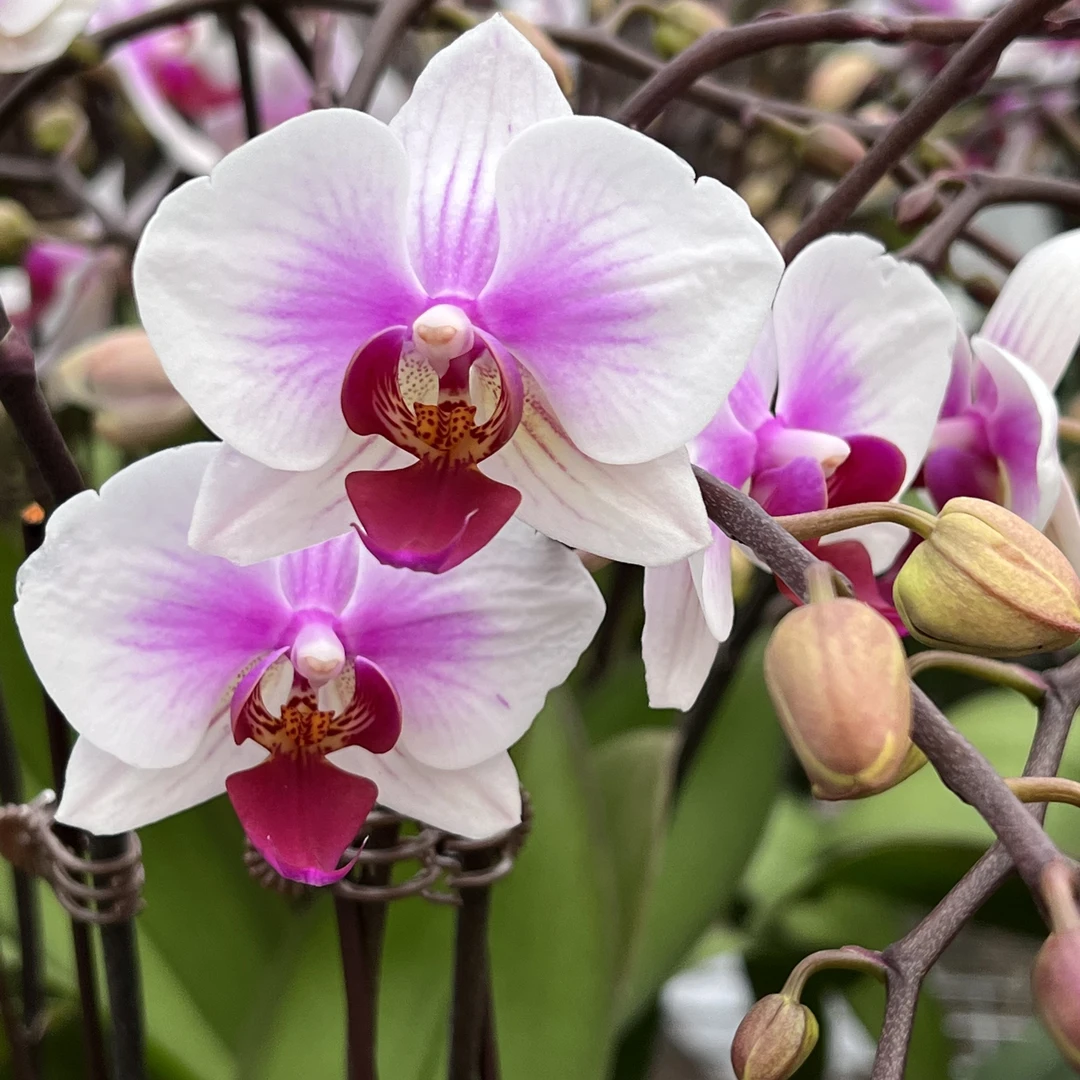 蝴蝶兰（阿诗玛 ）带花带花苞发货