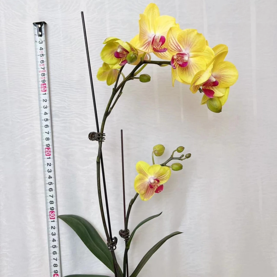 蝴蝶兰甜格格黄色带花无花苞发货3.5寸杯