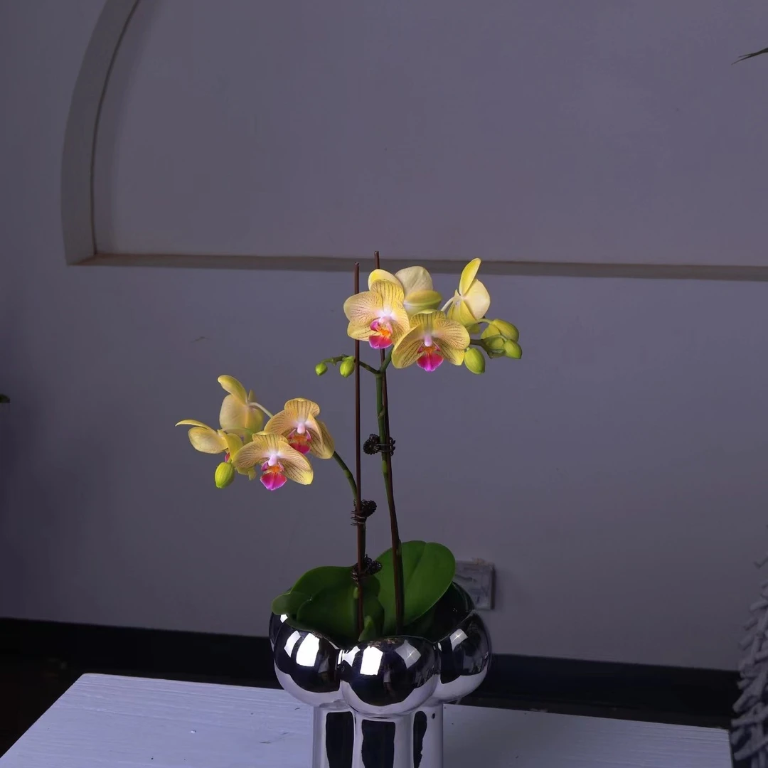 蝴蝶兰黄金果超多花苞带花带花苞发货