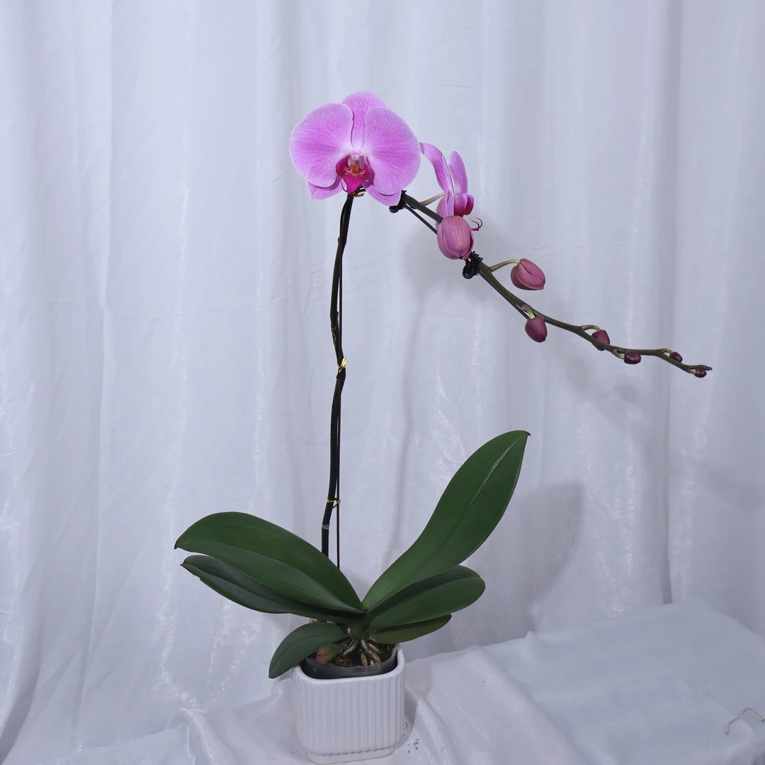 蝴蝶兰(粉冠军带花带花苞)发货