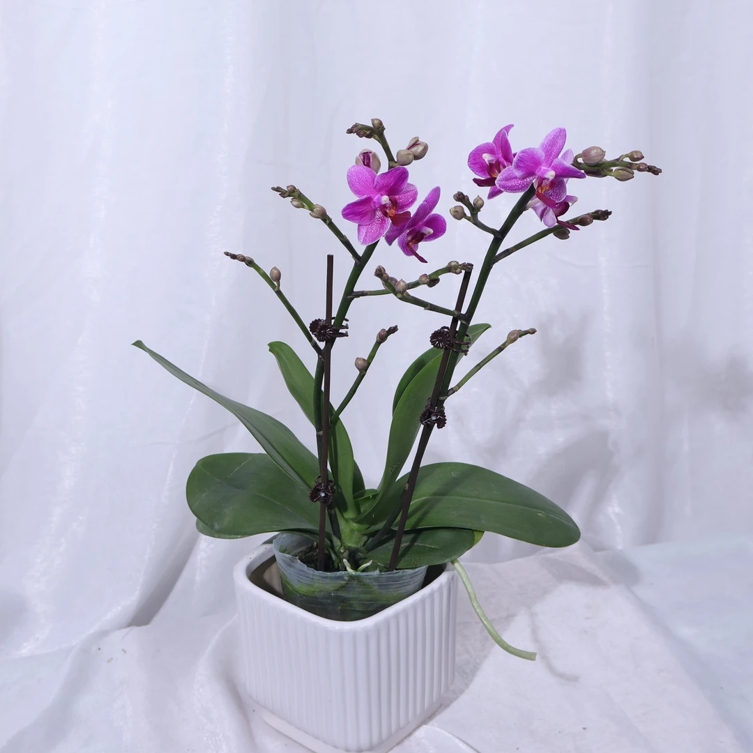 蝴蝶兰卡雷那带花带花苞室内高档花