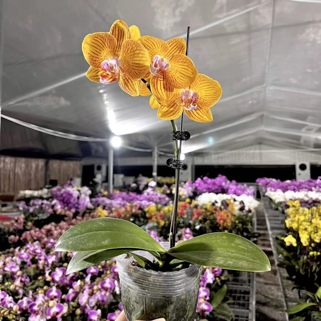 蝴蝶兰黄色带花发货