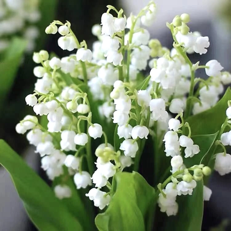 铃兰花苗盆栽进口种球花籽种子四季开花花卉植物室内外花耐寒耐冻