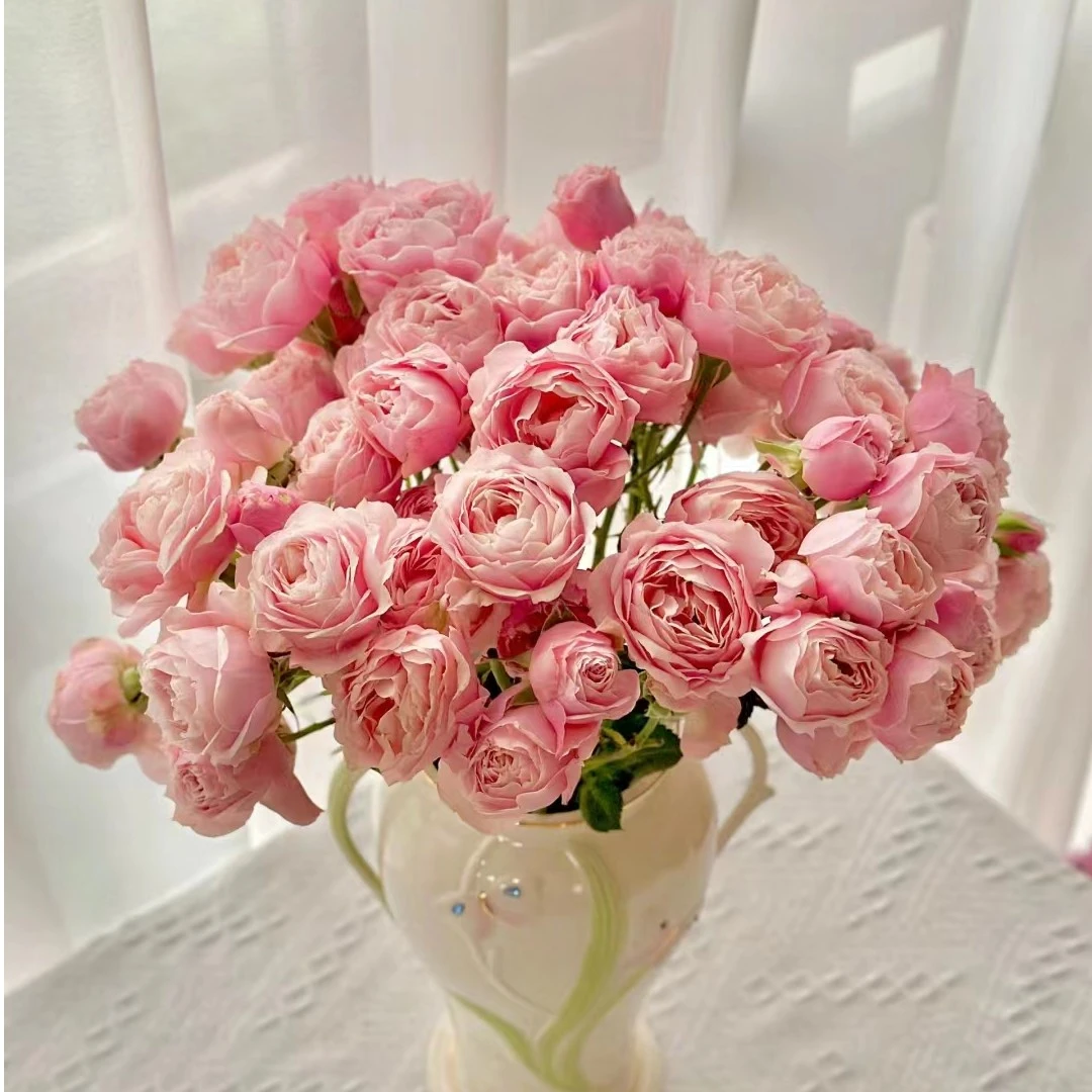 【花喜甄选】缘多头玫瑰云南基地现采现发家用水养顺丰包邮