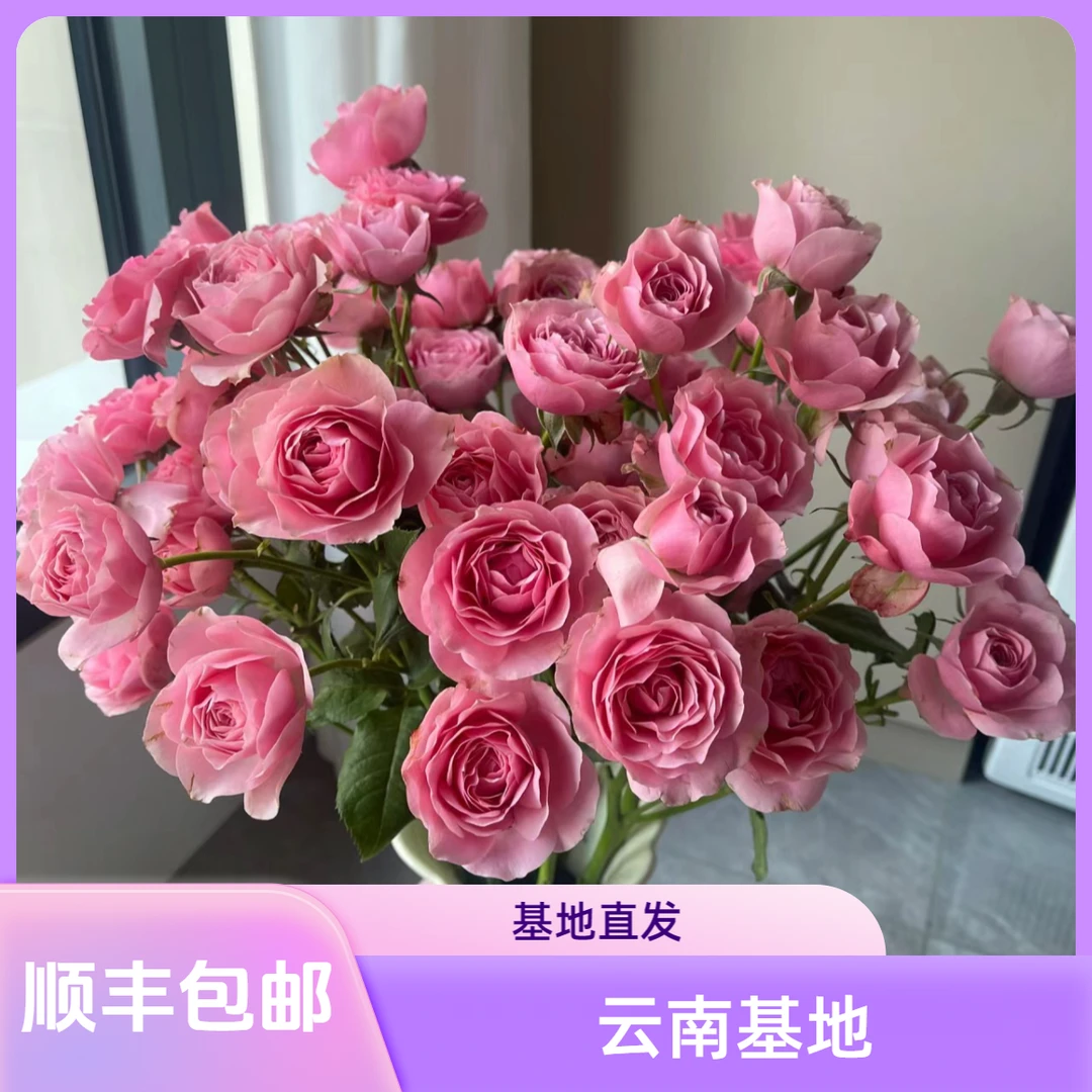 【花喜甄选】浅浅多头玫瑰云南基地现摘现发