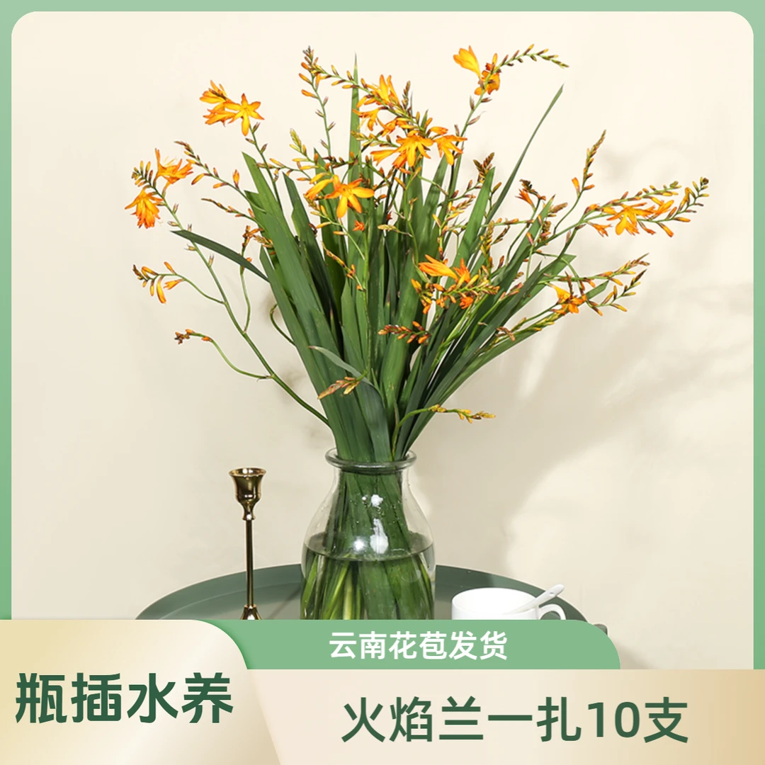 【花喜甄选】火焰兰鲜花云南鲜花直发瓶插水养鲜切花顺丰包邮