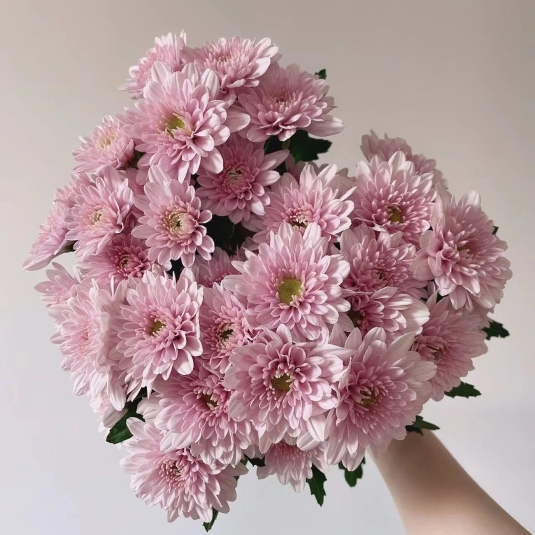 【花喜甄选】汉城粉小菊云南鲜花基地现采现发瓶插鲜切花花艺插花