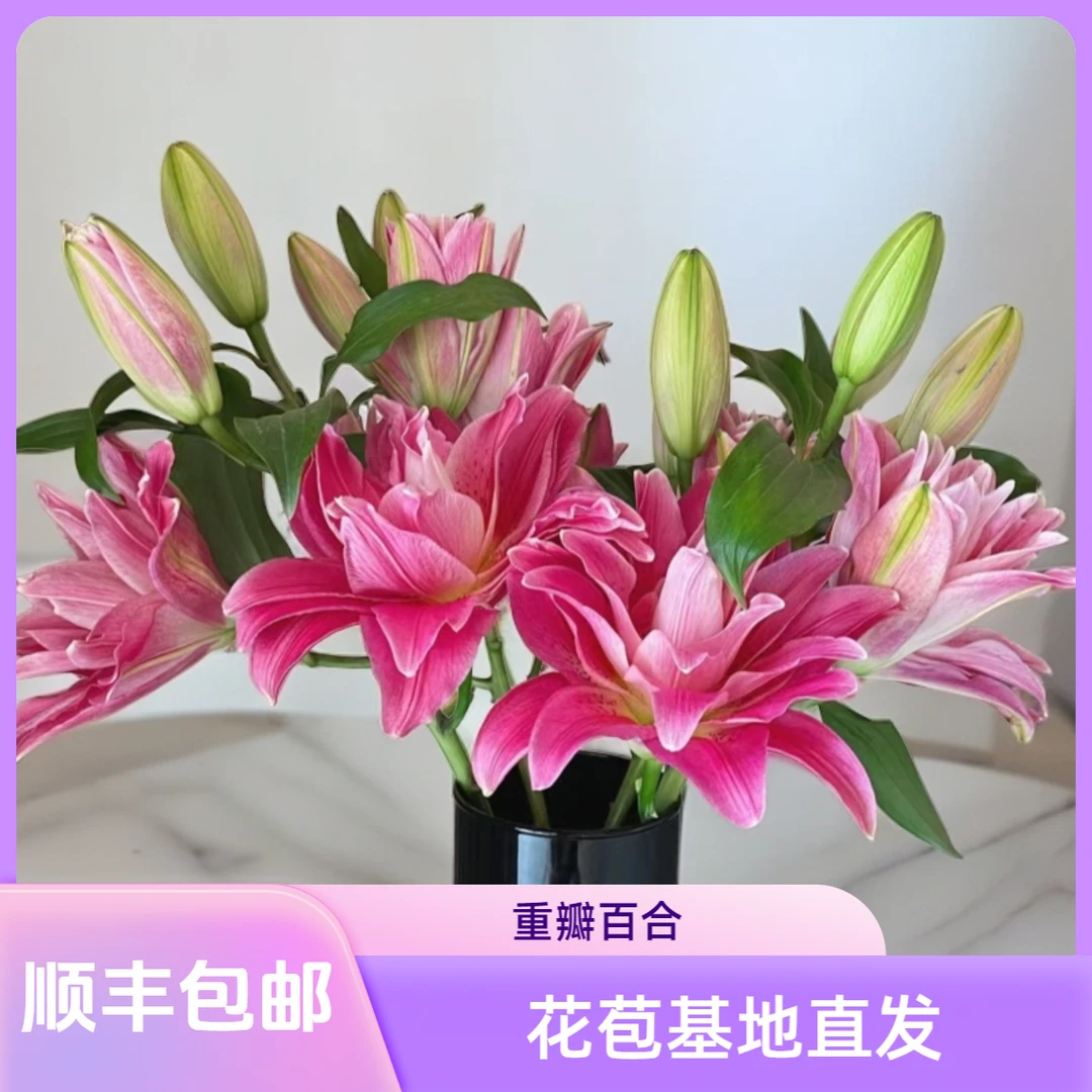 【花喜甄选】红美人重瓣百合多头云南鲜花基地现摘直发顺丰花艺