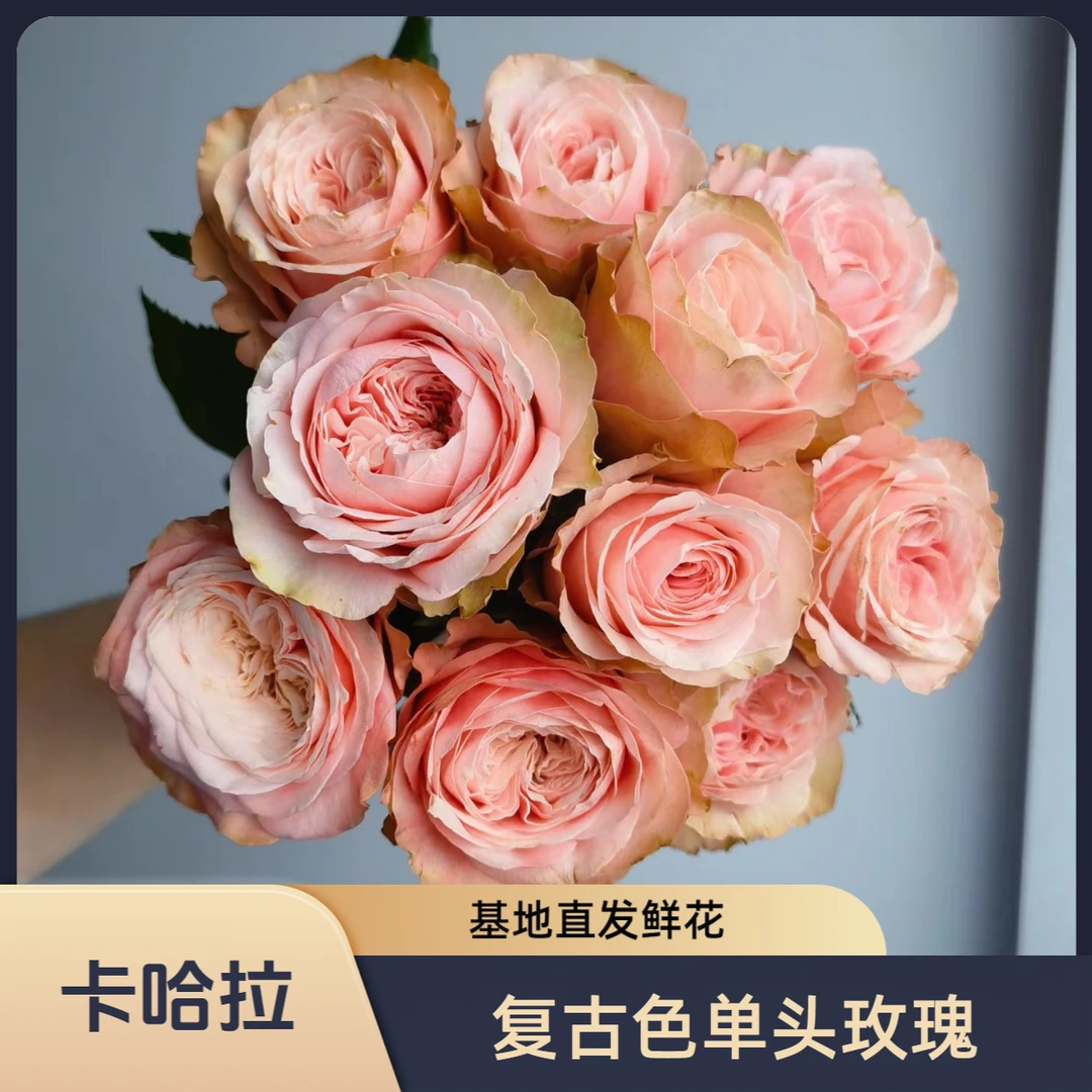 【花喜甄选】卡哈拉复古色单头玫瑰鲜花云南基地现摘现发顺丰包邮