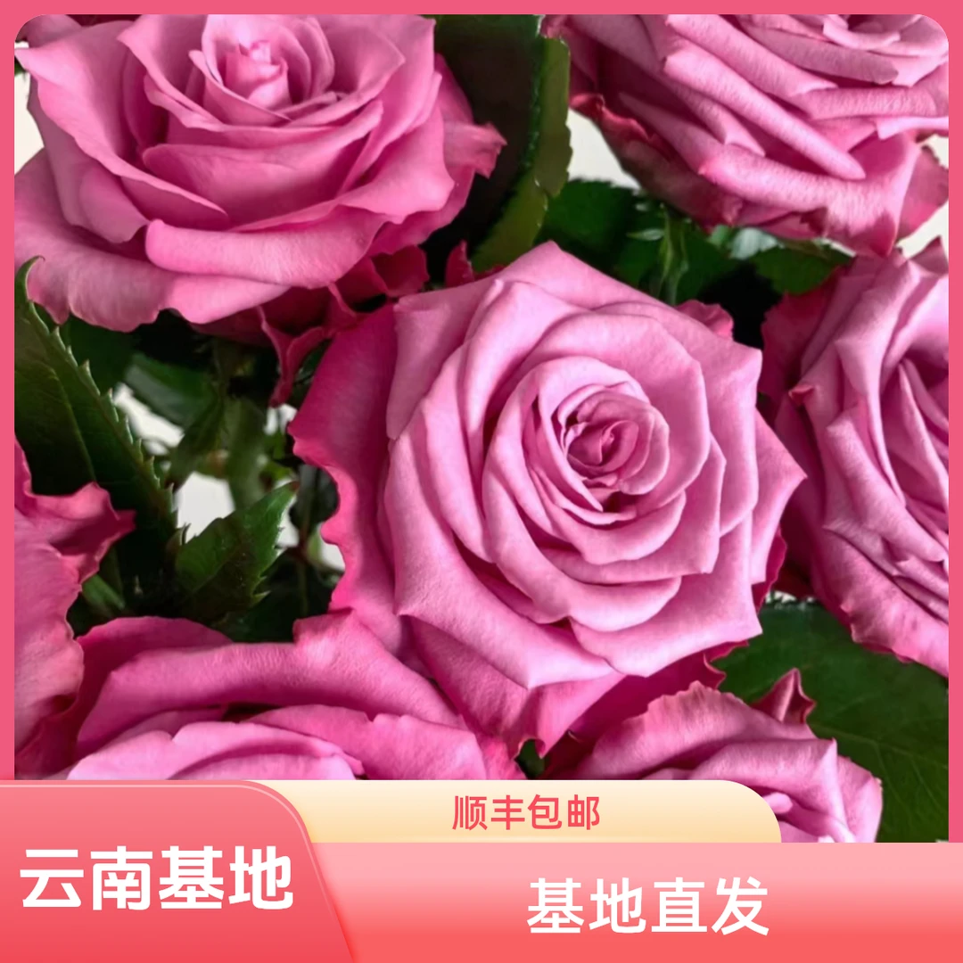 【花喜甄选】嫣然单头玫瑰美观简单云南基地现摘现发