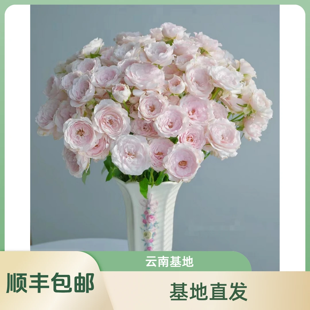 【花喜甄选】仙子之吻多头玫瑰fairy take kiss 云南基地现摘现发