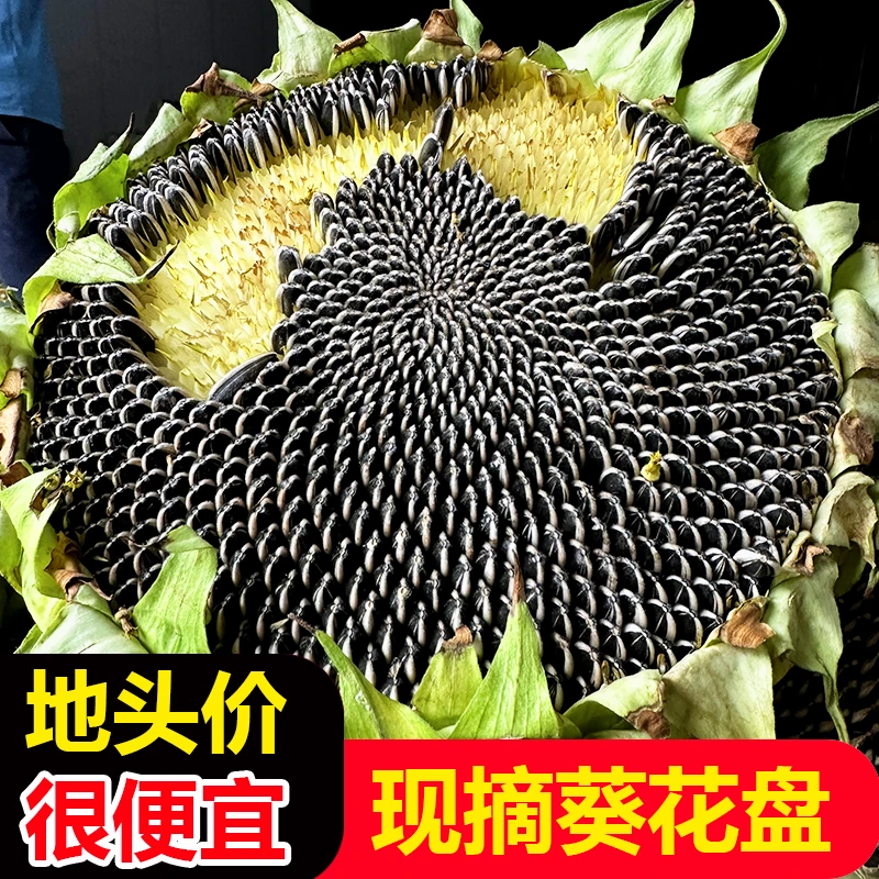 新鲜葵花盘鲜葵花瓜子葵新鲜葵花籽带盘新鲜的向日葵瓜子葵瓜子米