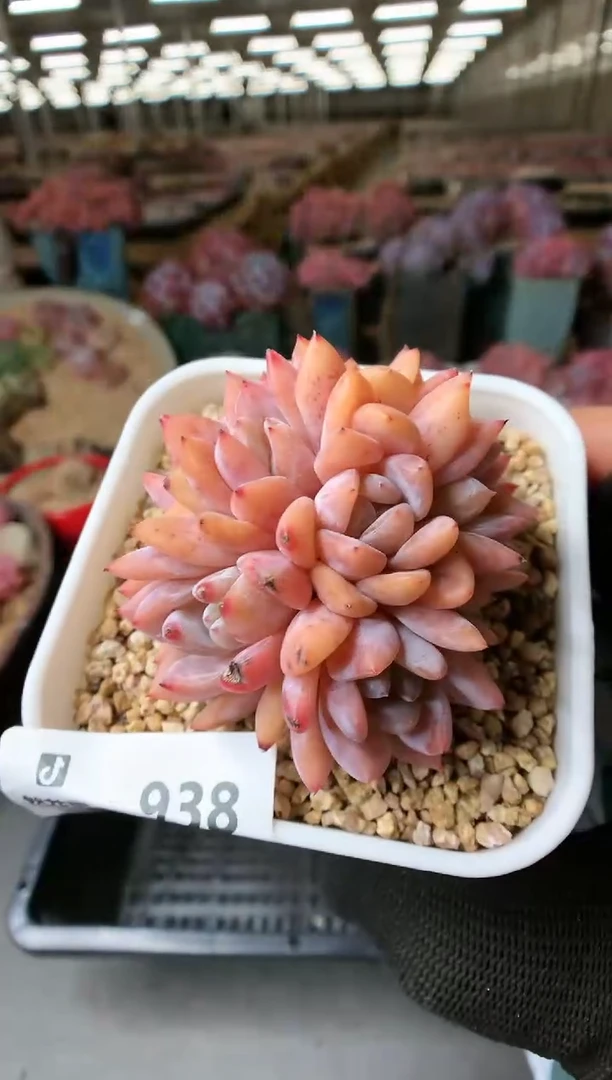 【闪购商品】938雪天使群一物一拍