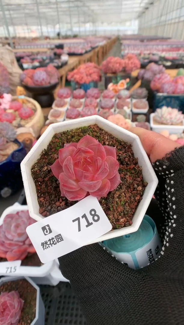 【闪购商品】718琥珀一物一拍