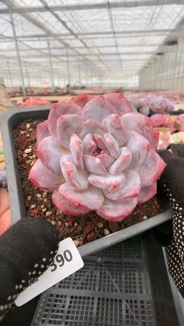 【闪购商品】390玫瑰梦露一物一拍