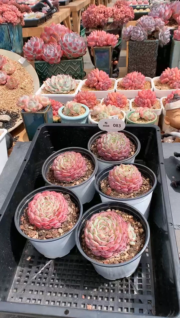 【闪购商品】083白胖量拍