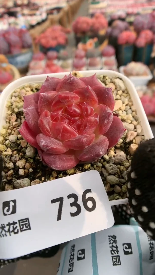 【闪购商品】736琥珀一物一拍