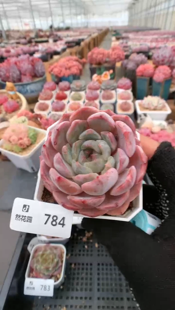 【闪购商品】784夜莺一物一拍