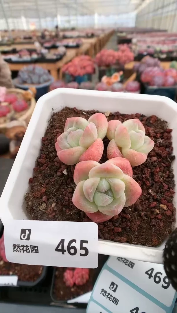 【闪购商品】465冰玉一物一拍