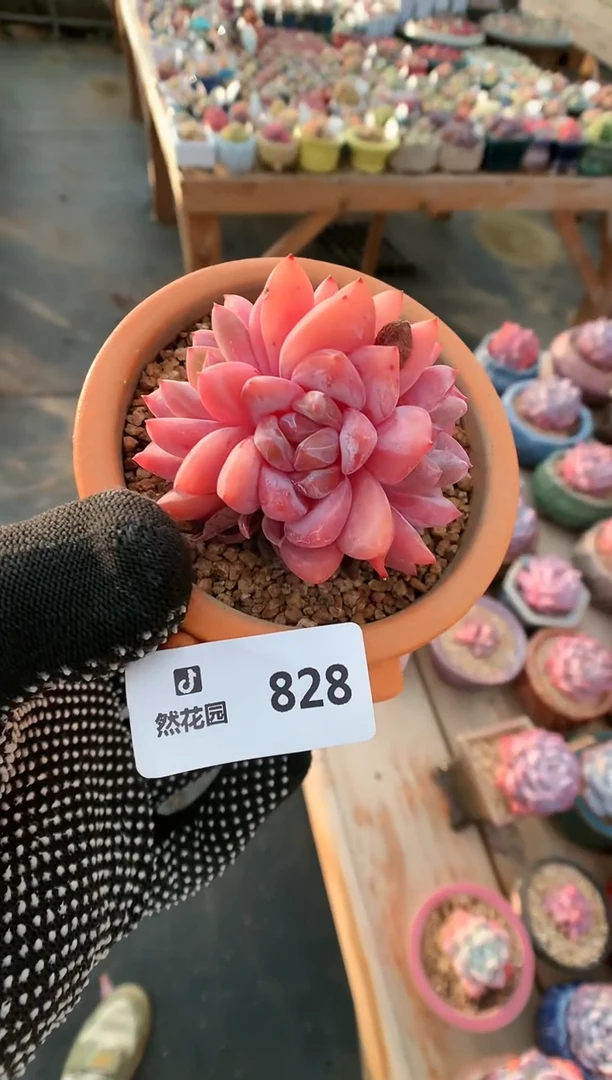【闪购商品】828雪天使一物一拍