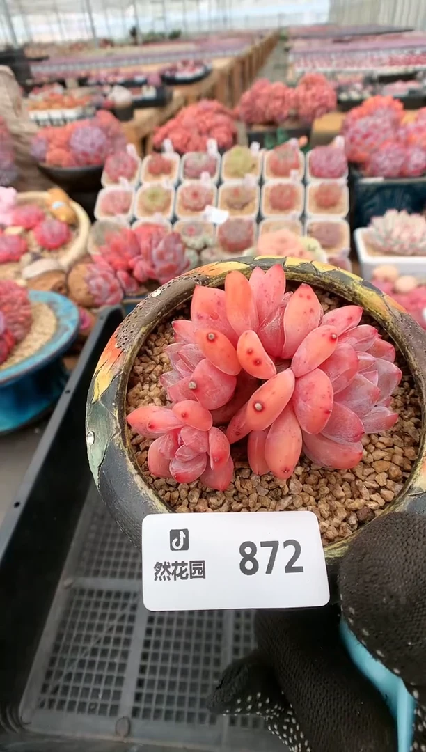 【闪购商品】872雪天使一物一拍