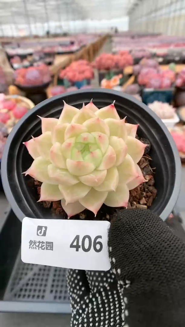 【闪购商品】406麦秆一物一拍