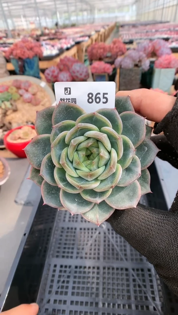 【闪购商品】865珍妮一物一拍