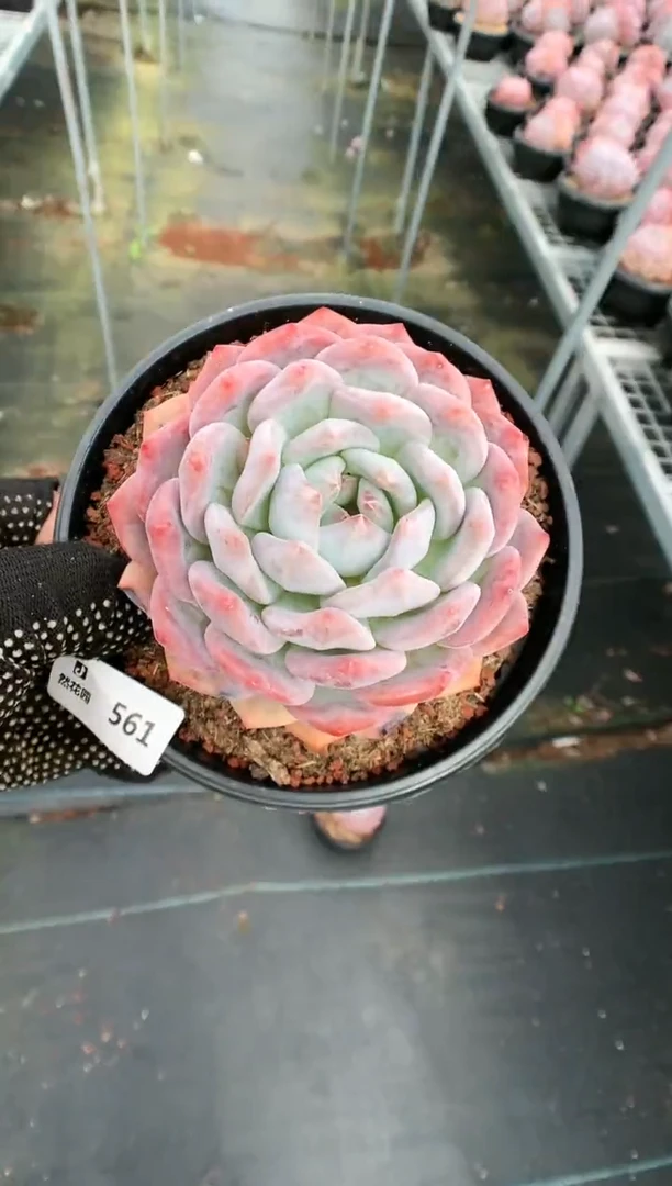 【闪购商品】561梦露一物一拍