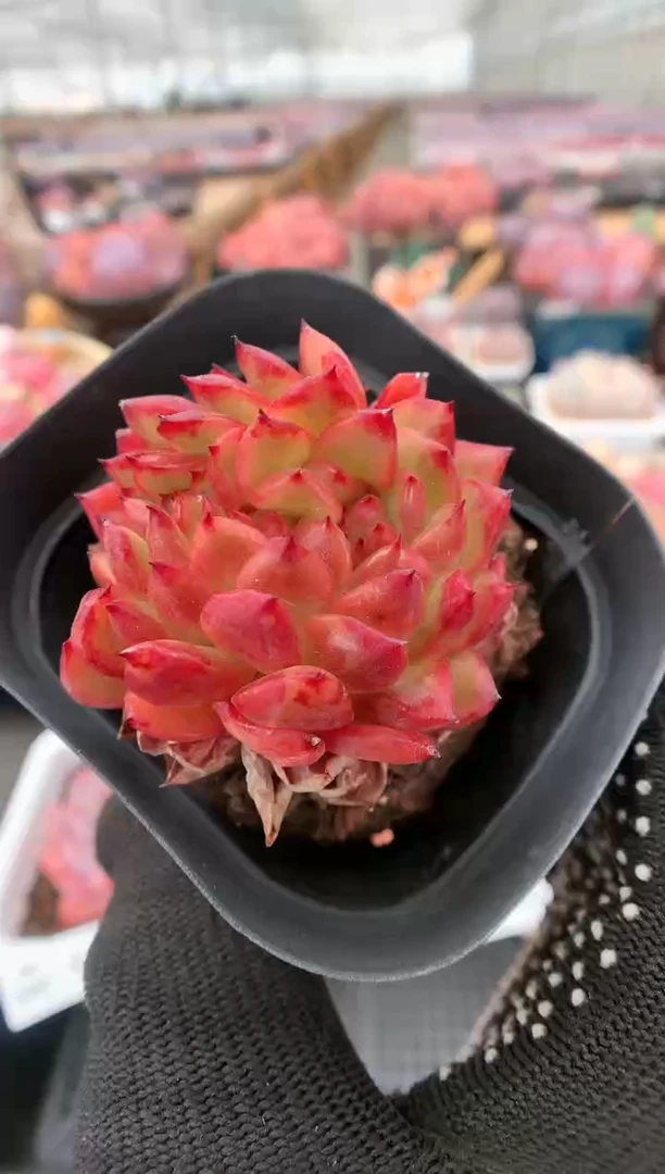 【闪购商品】415宝石东云缀一物一拍