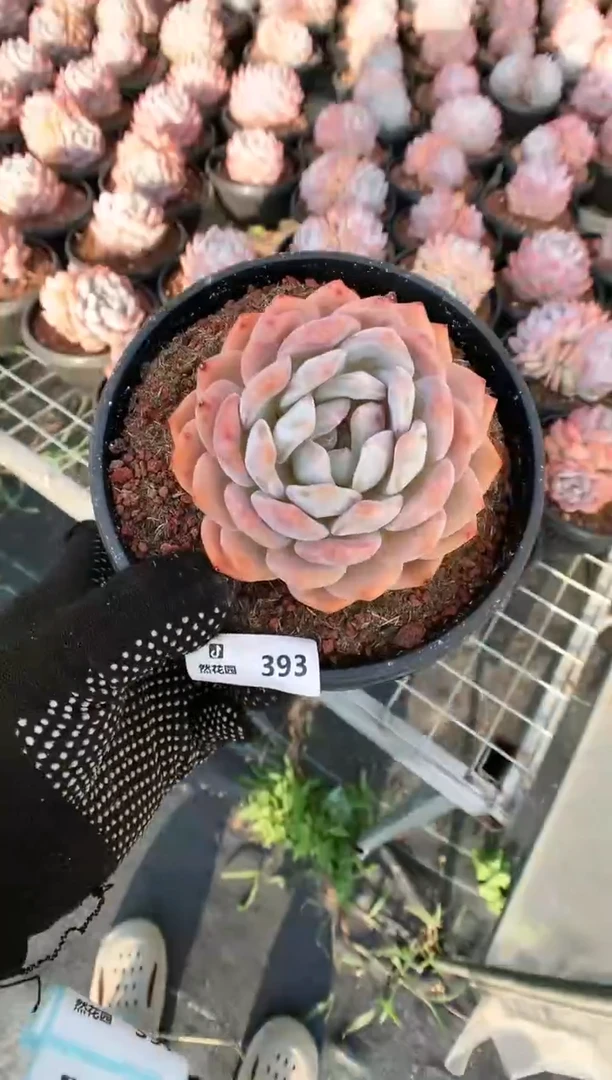 【闪购商品】393梦露一物一拍