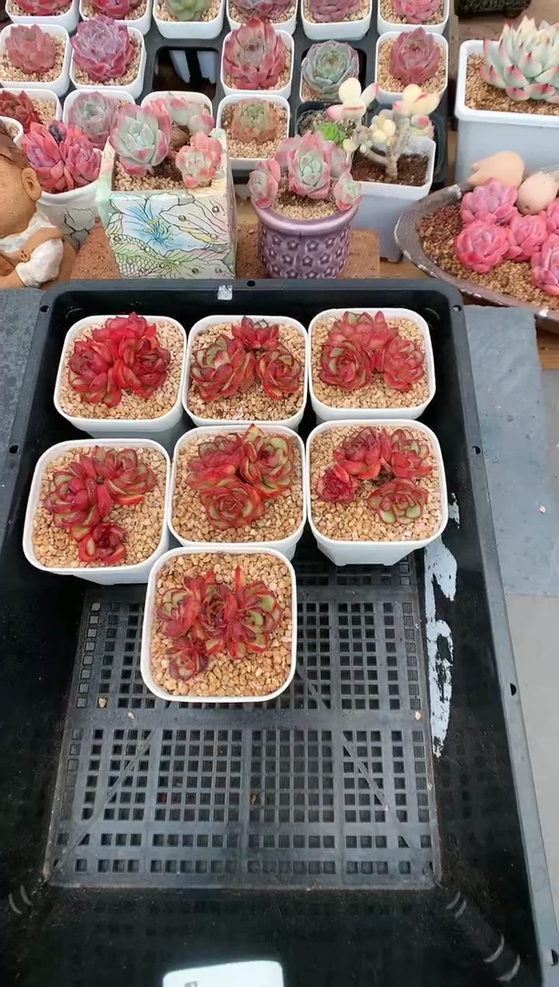 【闪购商品】212蒙布朗量拍