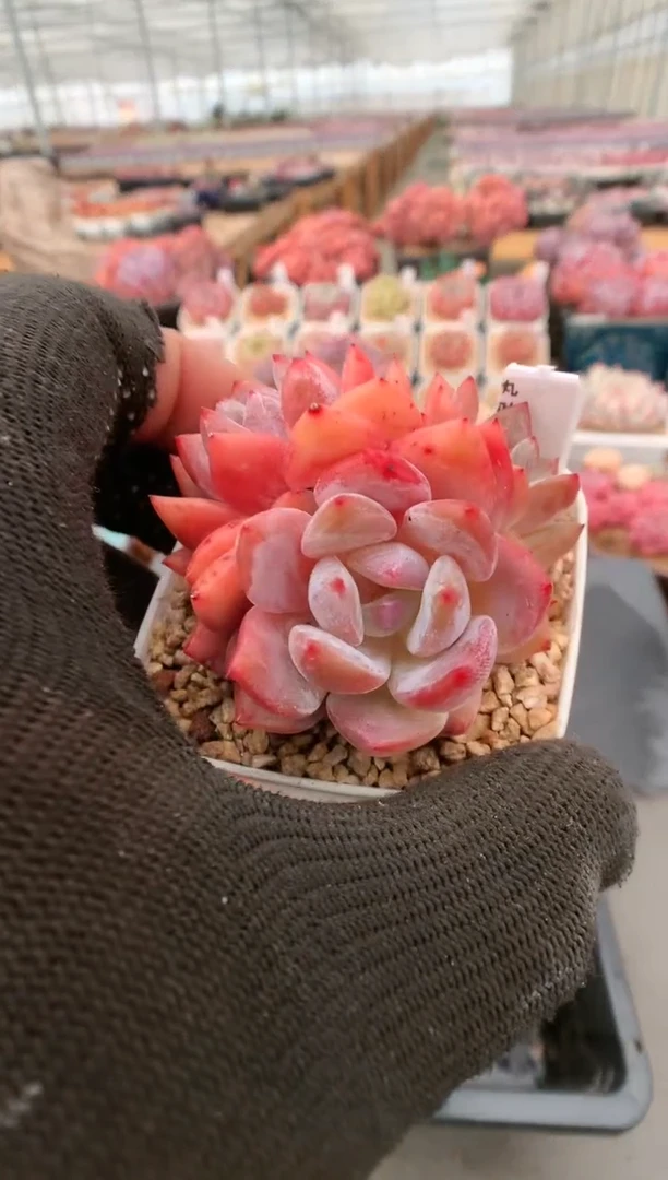 【闪购商品】936雪天使量拍